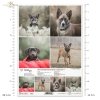 Papier decoupage, papier, Schronisko w Korabiewicach, fotografie zwierząt, psy, Dorota Majcher, Shelter in Korabiewice, animal photography, dogs, Tierheim in Korabiewice, Tierfotografie, Hunde, Refugio en Korabiewice